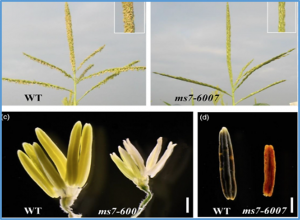 Fine mapping and candidate gene analysis of a novel fertility restorer gene for C-type cytoplasmic male sterility in maize (Zea mays L.)