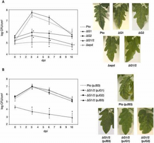 Two glyceraldehyde-3-phosphate dehydrogenases with distinctive roles in Pseudomonas syringae pv. tomato DC3000