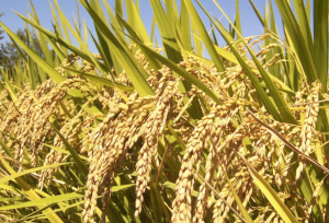 Researchers Pinpoint Efficient Marker for Gene Editing Rice