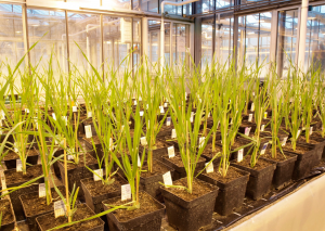 Agrocscope Gets Approval on Field Trial of Barley Modified Using CRISPR-Cas9