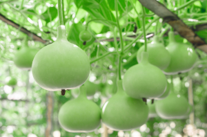 Bottle Gourd Genome Tracks its Origin and History