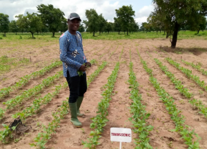 Landmark Ruling as Ghanaian Court Dismisses Suit Challenging GM Products