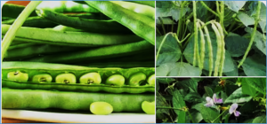 Two genes encoding caffeoyl coenzyme A O-methyltransferase 1 (CCoAOMT1) are candidate genes for physical seed dormancy in cowpea (Vigna unguiculata (L.) Walp.)