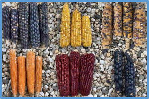 Exploring the phosphorus&ndash;starch content balance mechanisms in maize grains using GWAS population and transcriptome data