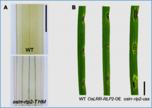 OsLRR-RLP2 Gene Regulates Immunity to Magnaporthe oryzae in Japonica Rice