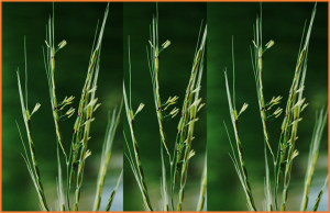 Bud shapes dictate tiller&ndash;rhizome transition in African perennial rice (Oryza longistaminata)