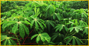 Cassava molecular genetics and genomics for enhanced resistance to diseases and pests