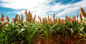 Review Shows Advancements in Gene Editing of Sorghum for Crop Improvement