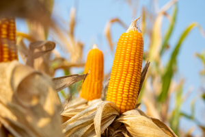 EFSA Issues 2022 Post-market Environmental Monitoring Report on the Cultivation of GM Maize MON 810