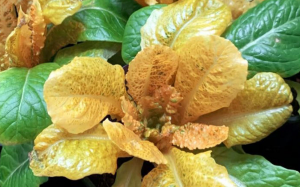 Researchers Develop Biofortified Golden Lettuce with 30 Times More Beta Carotene