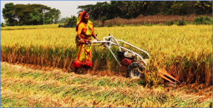 Breaking the cycle of poverty through Mechanized Farming: The Story of Madhuri Mallick