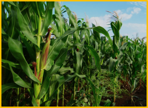 Yield determination of temperate maize hybrids with different end-uses: An ecophysiological analysis