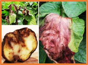 Gene Profiling in Late Blight Resistance in Potato Genotype SD20