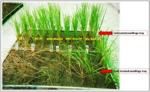 OsNCED5 confers cold stress tolerance through regulating ROS homeostasis in rice