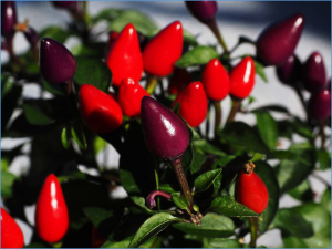 First Report of Lasiodiplodia theobromae Causing Wilt and Fruit Rot of Pepper in Hainan Province, China