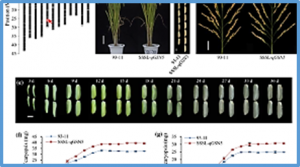 Fine mapping and candidate gene analysis of qGSN5, a novel quantitative trait locus coordinating grain size and grain number in rice
