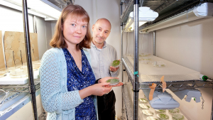 An improved recombineering toolset for plants