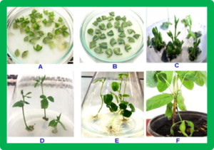 Overexpression of the GmDREB6 gene enhances proline accumulation and salt tolerance in genetically modified soybean plants.