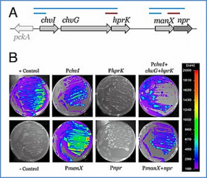 Global control of bacterial nitrogen and carbon metabolism by a PTSNtr-regulated switch