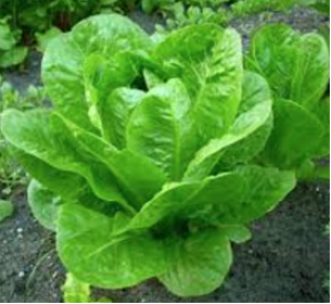 Genome-wide association mapping reveals loci for shelf life and developmental rate of lettuce