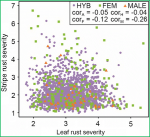 The potential of hybrid breeding to enhance leaf rust and stripe rust resistance in wheat