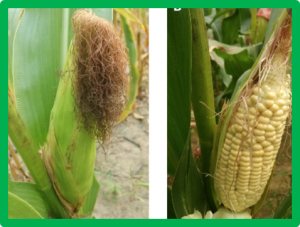 Temporal covariance structure of multi-spectral phenotypes and their predictive ability for end-of-season traits in maize