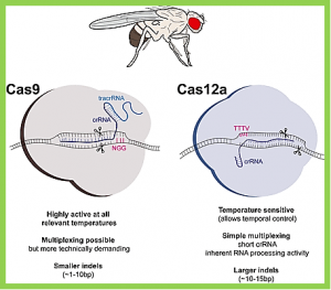 Expanding the horizons of genome editing in the fruit fly with Cas12a