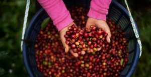 Adverse climatic conditions drive coffee prices to highest level in years