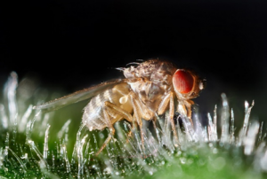 Engineered sex ratio distortion by X-shredding in the global agricultural pest Ceratitis capitata
