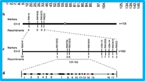A functional chromogen gene C from wild rice is involved in a different anthocyanin biosynthesis pathway in indica and japonica