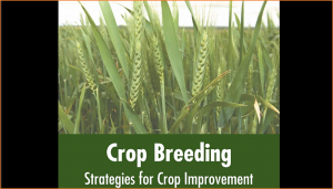 Crop adaptation to climate change as a consequence of long-term breeding