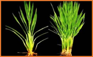 Auxin-responsive OsMADS60 negatively mediates rice tillering and grain yield by modulating OsPIN5b expression