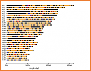 The genomes of precision edited cloned calves show no evidence for off-target events or increased de novo mutagenesis