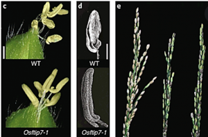 Identification and candidate gene screening of qCIR9.1, a novel QTL associated with anther culturability in rice (Oryza sativa L.)