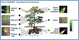 Large-scale genome-wide association study, using historical data, identifies conserved genetic architecture of cyanogenic glucoside content in cassava (Manihot esculenta Crantz) root