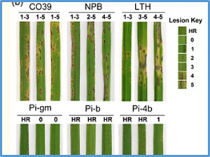 Bayogenin 3-O-cellobioside confers non-cultivar-specific defence against the rice blast fungus Pyricularia oryzae