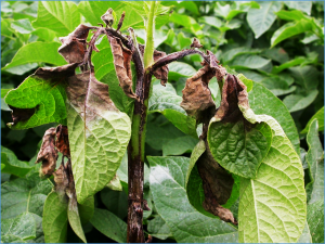 Late blight field resistance in potatoes carrying Solanum americanum resistance genes (Rpi-amr3 and Rpi-amr1)