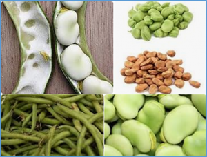 Paternal outcrossing success differs among faba bean genotypes and impacts breeding of synthetic cultivars