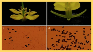 Genetic mapping reveals BjRf as a candidate gene controlling fertility restoration of the oxa CMS in Brassica juncea