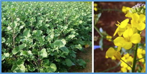 Challenges and prospects for a potential allohexaploid Brassica crop