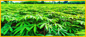 Integrated transcriptomics and metabolomics analyses provide new insights into cassava in response to nitrogen deficiency