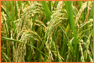 A donor-DNA-free CRISPR/Cas-based approach to gene knock-up in rice