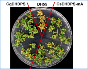 Engineering a feedback inhibition-insensitive plant dihydrodipicolinate synthase to increase lysine content in Camelina sativa seeds
