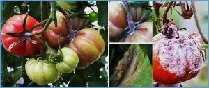 Combined analysis of transcriptomics and metabolomics showed that SNAC4 and SNAC9 are negative regulators of the resistance to Botrytis cinerea in tomato