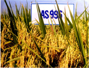 Transcriptome analysis of a near-isogenic line and its recurrent parent reveals the role of Pup1 QTL in phosphorus deficiency tolerance of rice at tillering stage