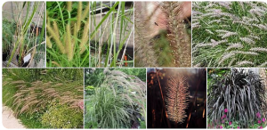 Alien genome mobilization and fixation utilizing an apomixis mediated genome addition (AMGA) strategy in Pennisetum to improve domestication traits of P. squamulatum