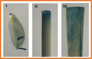 OsMLP423 Is a Positive Regulator of Tolerance to Drought and Salt Stresses in Rice
