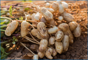 Early peanut introduction wins over the HLA-DQA1*01:02 allele in the interplay between environment and genetics