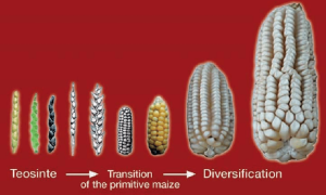Teosinte confers specific alleles and yield potential to maize improvement