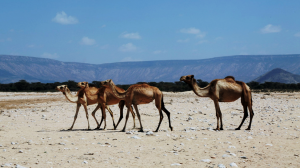 Empowering dryland communities through drought early warnings to enhance resilience